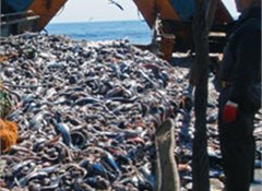 Bottom trawling concern surging, ocean issues climb voter agenda
