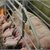 Farmers, public align on welfare standards for food imports
