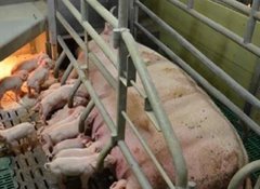 Farmers, public align on welfare standards for food imports